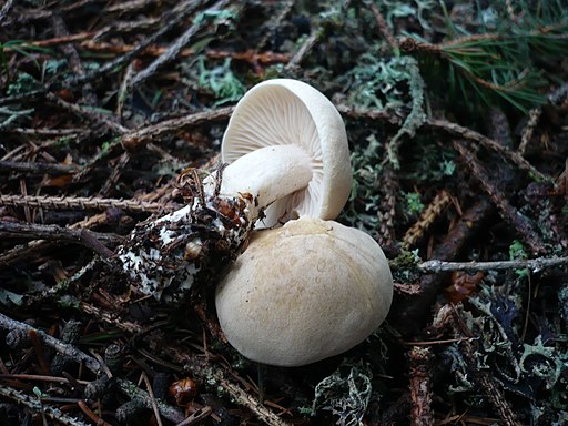 Lästiger Ritterling, Tricholoma inamoenum