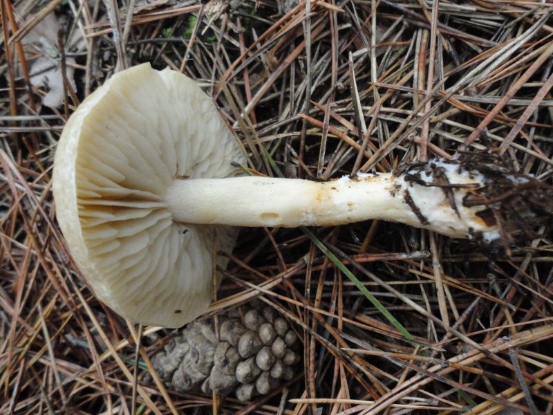 Lästiger Ritterling, Tricholoma inamoenum