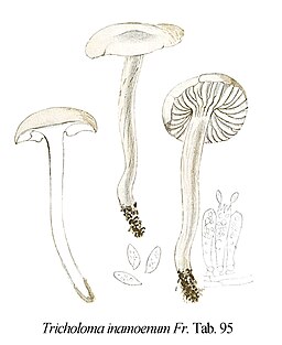 Lästiger Ritterling, Tricholoma inamoenum