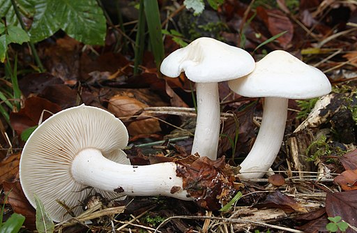 Unverschämter Ritterling, Tricholoma lascivum