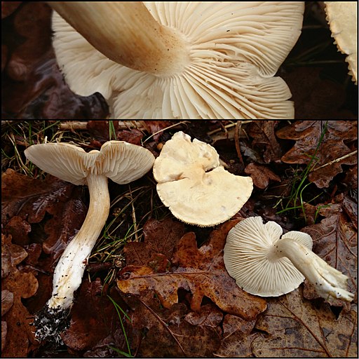 Unverschämter Ritterling, Tricholoma lascivum