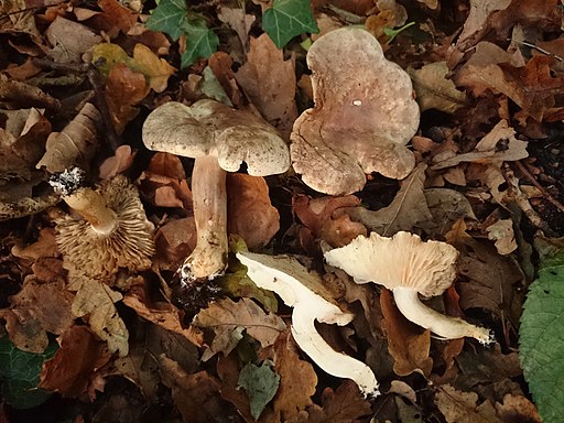 Unverschämter Ritterling, Tricholoma lascivum