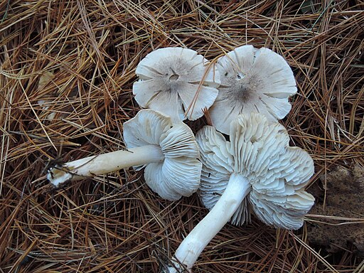 Rötender Erd-Ritterling, Tricholoma orirubens