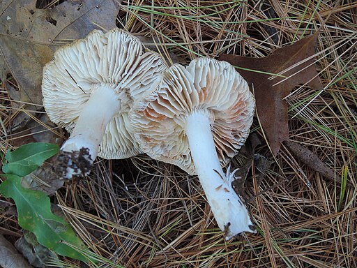 Rötender Erd-Ritterling, Tricholoma orirubens