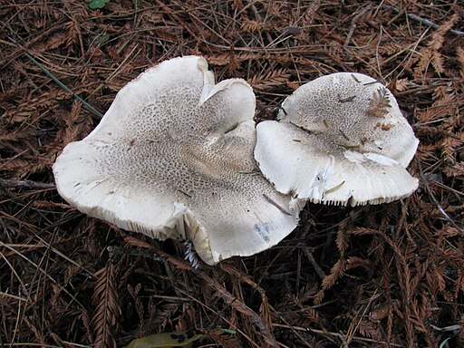 Tiger-Ritterling, Tricholoma pardinum