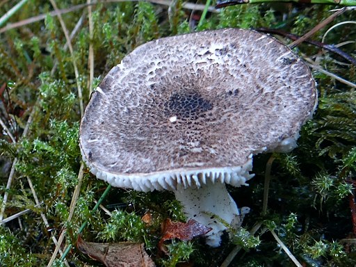 Tiger-Ritterling, Tricholoma pardinum