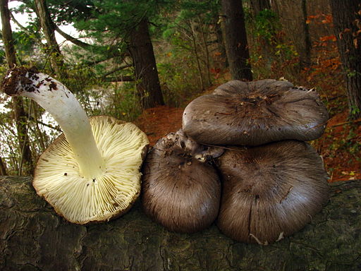 Blasser Russkopf