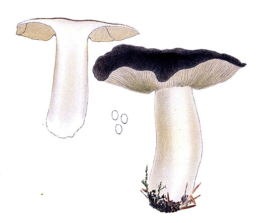 Blasser Russkopf, Tricholoma portentosum