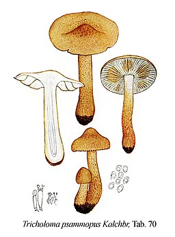 Lärchen-Ritterling, Tricholoma psammopus