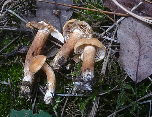 Lärchen-Ritterling, Tricholoma psammopus