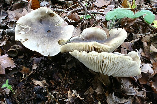 Dunkelschuppiger Seifenritterling, Tricholoma saponaceum