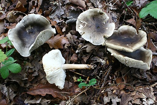Dunkelschuppiger Seifenritterling, Tricholoma saponaceum
