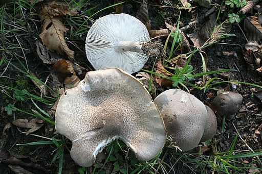 Gilbender Erdritterling, Tricholoma scalpturatum