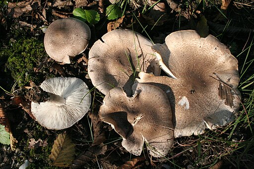 Gilbender Erdritterling, Tricholoma scalpturatum