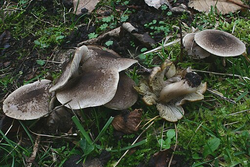 Gilbender Erdritterling, Tricholoma scalpturatum
