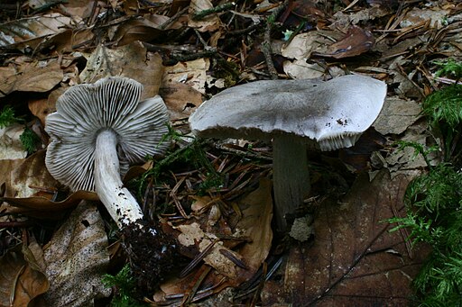 Schärflicher Ritterling, Tricholoma sciodes