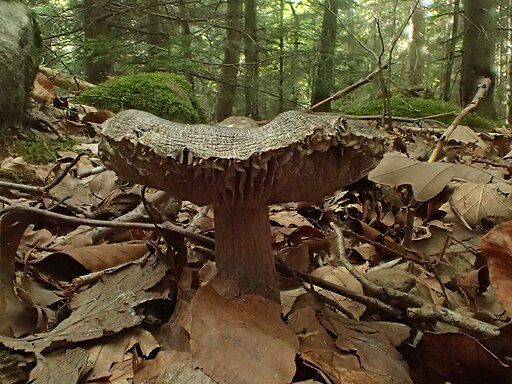 Schärflicher Ritterling, Tricholoma sciodes