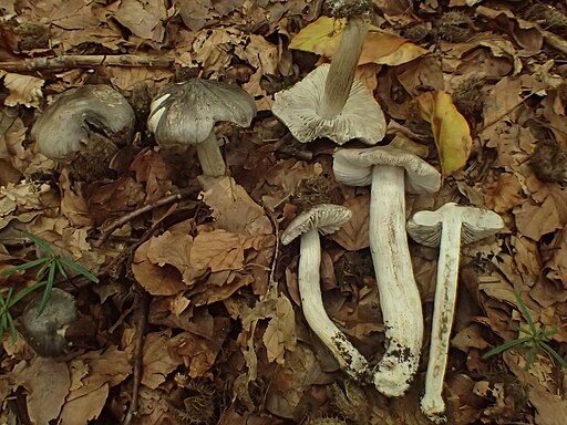 Schärflicher Ritterling, Tricholoma sciodes