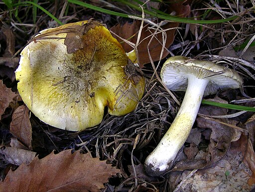 Grüngelber Ritterling, Tricholoma sejunctum