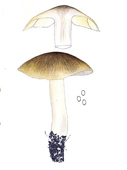 Grüngelber Ritterling, Tricholoma sejunctum