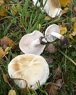Gerippter Gas-Ritterling, Tricholoma stiparophyllum