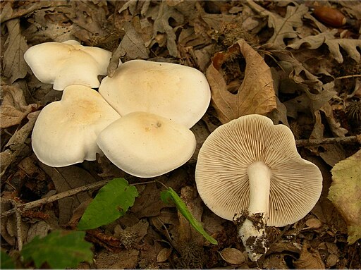 Gerippter Gas-Ritterling, Tricholoma stiparophyllum