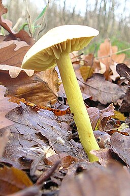 Gemeiner Schwefel-Ritterling, Tricholoma sulphureum