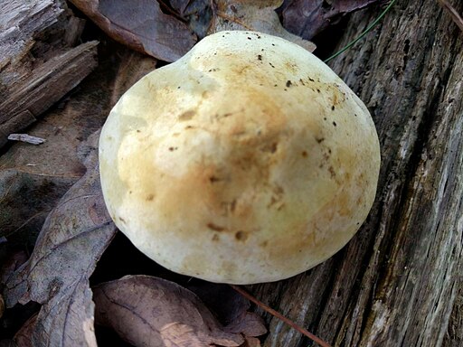 Gemeiner Schwefel-Ritterling, Tricholoma sulphureum