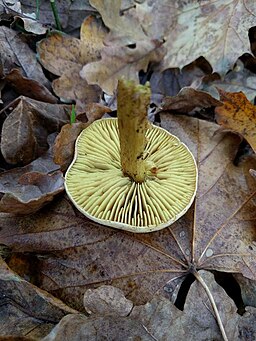 Gemeiner Schwefel-Ritterling, Tricholoma sulphureum