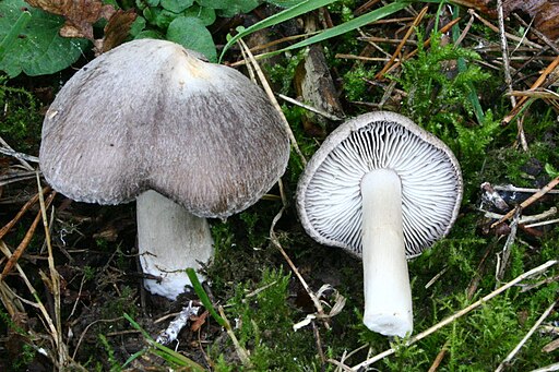Gemeiner Erd-Ritterling, Tricholoma terreum