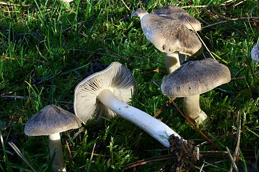 Gemeiner Erd-Ritterling, Tricholoma terreum