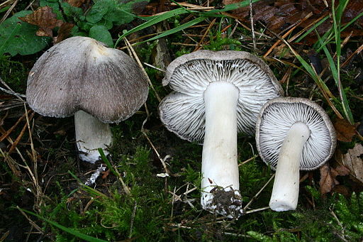 Gemeiner Erd-Ritterling, Tricholoma terreum