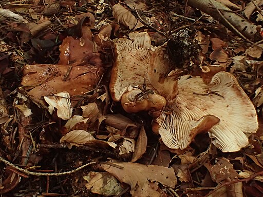 Brandiger Ritterling, Tricholoma ustale