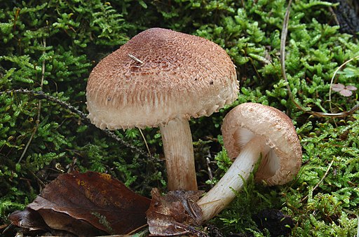Bärtiger Ritterling, Tricholoma vaccinum
