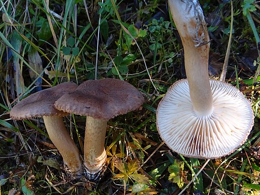 Bärtiger Ritterling, Tricholoma vaccinum