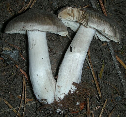 Brennender Ritterling, Tricholoma virgatum