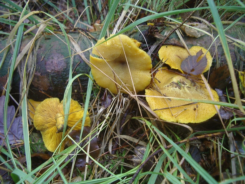 Olivgelber Holzritterling