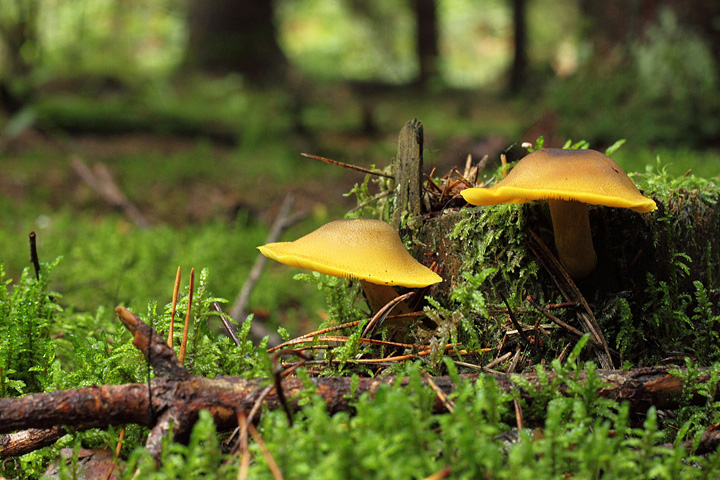 Olivgelber Holzritterling, Tricholomopsis decora