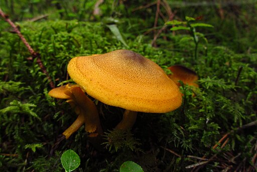Olivgelber Holzritterling, Tricholomopsis decora