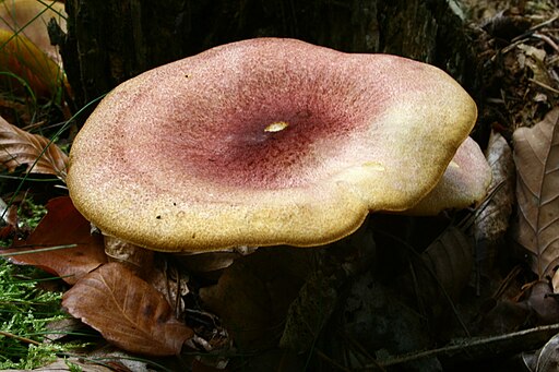 Purpurfilziger Holzritterling