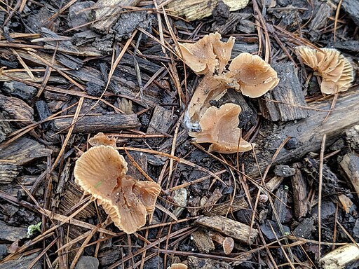 Gemeiner Trompetenschnitzling, Tubaria furfuracea