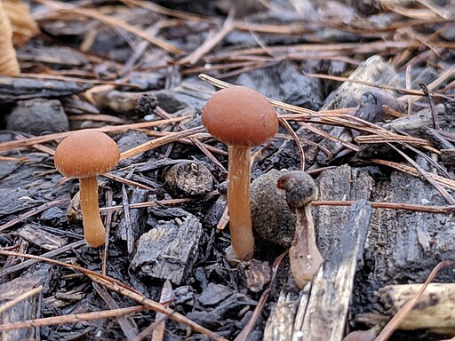 Gemeiner Trompetenschnitzling, Tubaria furfuracea