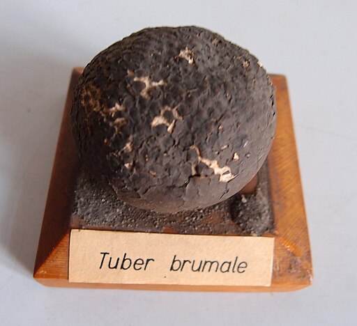 Winter-Trüffel, Tuber brumale