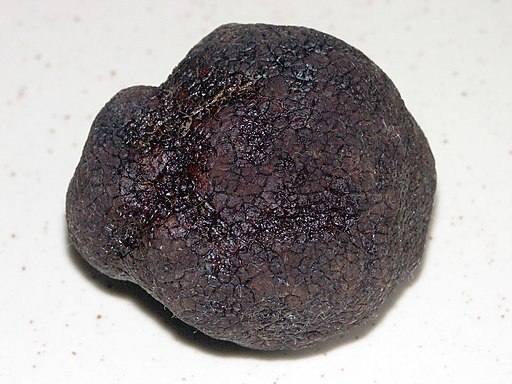 Perigord-Trüffel, Tuber melanosporum