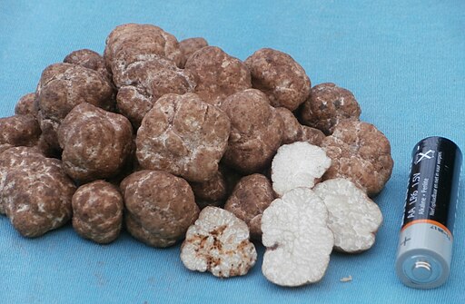 Sporenarme Trüffel, Tuber oligospermum
