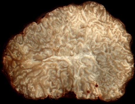 Sporenarme Trüffel, Tuber oligospermum