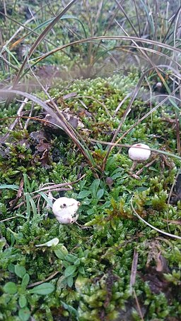 Winter-Stielbovist, Tulostoma brumale