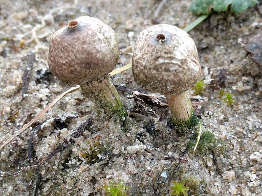 Winter-Stielbovist, Tulostoma brumale