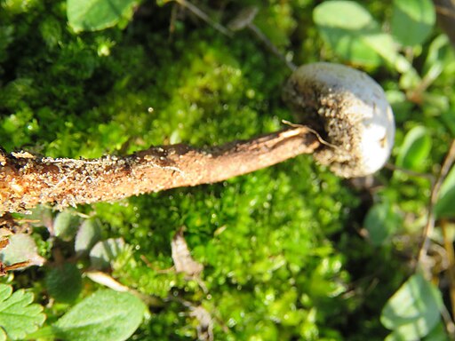 Gewimperter Stielbovist