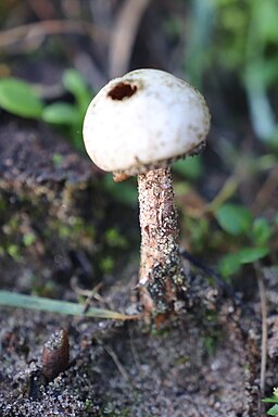 Gewimperter Stielbovist, Tulostoma fimbriatum